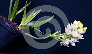 Floral Chincherinchee Flower .White flower in full bloom with buds