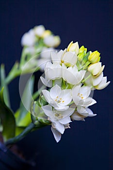 Floral Chincherinchee Flower .White flower in full bloom with buds