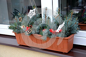 Floral Christmas decoration on the windows of a family house. rectangular plastic flowerpot with coniferous twigs of silver spruce