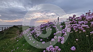 Floral cliff walk in Ballybunion county Kerry Ireland on the wild Atlantic Way