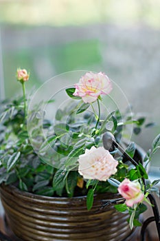 Floral close-up: flowering pink white rose flowers