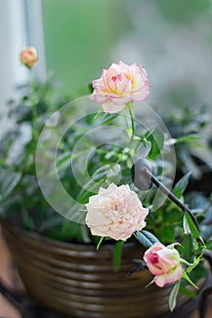 Floral close-up: pink white roses flowers