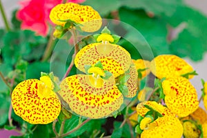 Floral close-up of small yellow summer flowers with red dots