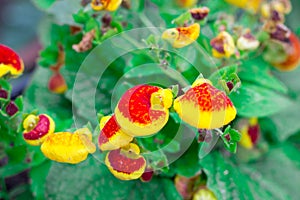 Floral close-up of small yellow summer garden flowers with red