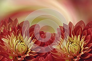 Floral colorful beautiful background. Flowers red-yellow dahlias on a colored background. Greeting card. Flower composition