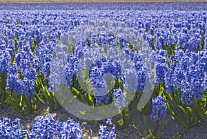 Floral colorful fields