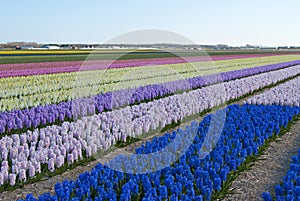 Floral colorful fields