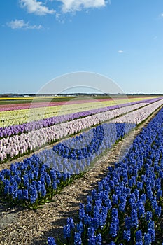 Floral colorful fields