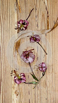 Dried wilted lilies on a dark wooden surface