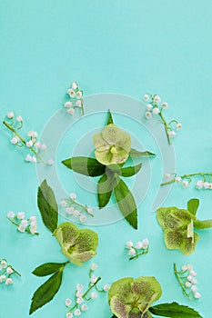 Floral composition with Helleborus nigerChristmas rose flowers pattern on mint color background. Flat lay, top view. Spring