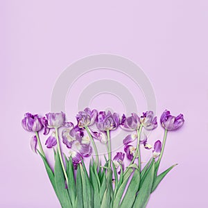 Floral composition made of beautiful tulip flowers  on pastel background. Nature concept. Love and romance theme. Minimal style.