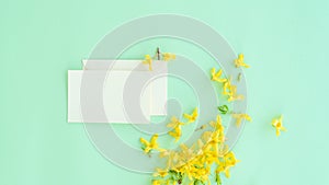 Floral composition. Pattern made of yellow forsythia flowers on a green background. Blank postcard. Concept of spring, easter,