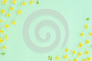 Floral composition. Pattern made of yellow forsythia flowers on a green background. Concept of spring, easter, summer. Flat lay,