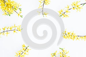 Floral composition. Pattern made of yellow forsythia flowers on a white background. Concept of spring, easter, summer. Flat lay,