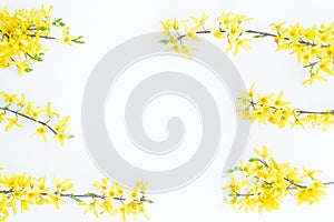 Floral composition. Pattern made of yellow forsythia flowers on a white background. Concept of spring, easter, summer. Flat lay,