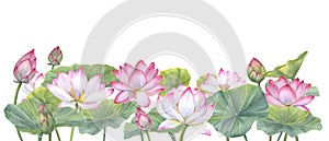 Floral composition with pink Lotus Flowers, Buds and Leaves. Water lily, Indian lotus, sacred lotus, green stems, leaf, bud.