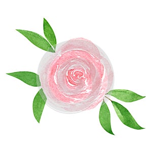 Floral composition of pink rose and leaves