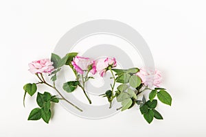 Floral composition with pink roses on white background. Flat lay, top view. Flower background. Elements for design