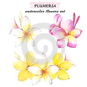 Floral composition set of plumeria flowers. Watercolor illustration with white, yellow and pink plumeria. Isolated on white backgr