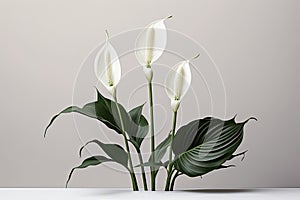 Floral composition of spathiphyllum peace lilies flower. Illustration AI Generative