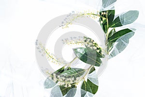 Floral composition in the sunlight. Delicate white flowers and shiny leaves surrounded by white tulle on a white background.