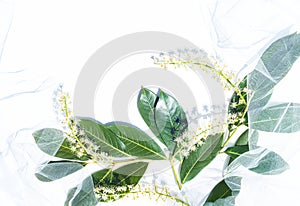 Floral composition in the sunlight. Delicate white flowers and shiny leaves surrounded by white tulle on a white background.