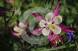 Floral concept of closeup pink Aquilegia hybrida on a green leaves in garden. View to blooming flower in Summertime with copyspace