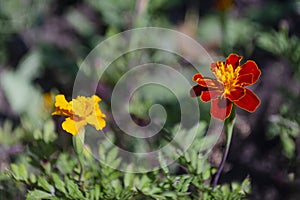Floral concept of closeup yellow and orange Tagetes on a green leaves in garden. View to two blooming velvet flowers in Summertime