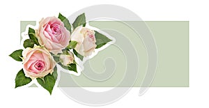 Floral corner arrangement with pink rose flowers on green card isolated on white
