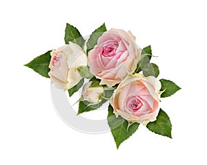 Floral corner arrangement with pink rose flowers isolated