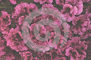 Floral creative layout in red pastel tones for text. Background made of blooming pelargonium flowers and dark cores