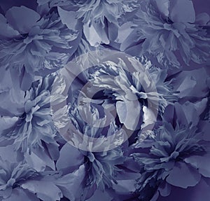 Floral dark blue background. Bouquet of flowers of peonies. Blue petals of the peony flower. Close-up.