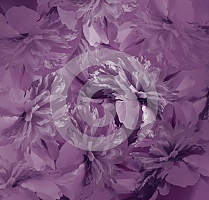 Floral dark violet background. Bouquet of flowers of peonies. Purple petals of the peony flower. Close-up.