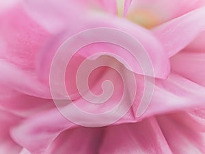 Close up of pastel color Aster or dahlia flower. Unfocused abstract pink floral background. Blurred petals of gentel
