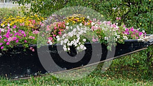 Floral decoration in a discarded boat