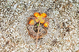 Floral decoration on grave during All Saints Day in the cemetery