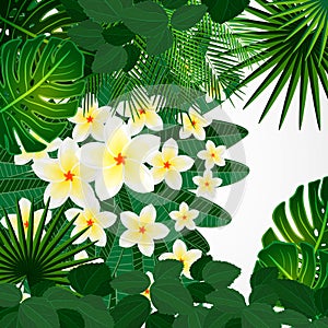 Floral design background. Plumeria flowers and tropical