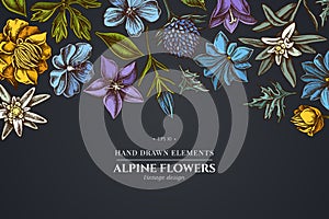Floral design on dark background with bellflower, edelweiss, globethistle, globeflower, meadow geranium, gentiana