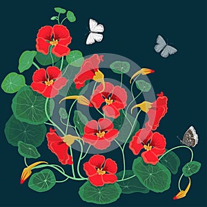 Floral design element nasturtium with butterflies. Vector illustration