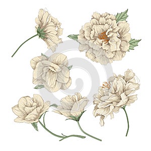 Floral design elements illustration