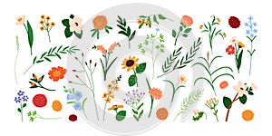 Floral design elements set. Field and garden flowers, wildflowers, leaf plants, branches. Delicate blossoms, blooms