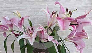 Floral display of Flashpoint pink and white Oriental Trumpet Lily closeup