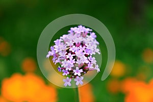 A floral display of lovely Campanula flowers in white, purple and violet-blue colors