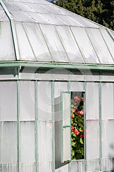 Floral displays viewed through an open window into the Geranium Gallery at the The Royal Greenhouses at Laeken, Brussels Belgium.