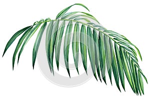 floral element. Palm leaf. Jungle botanical watercolor illustrations,