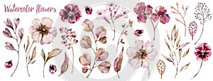 Floral elements collection, watercolor flower set