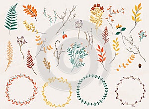 Floral elements. Hand drawn design elements. Collection of autumn flowers, leaves, dandelion, grass. Design for invitation,