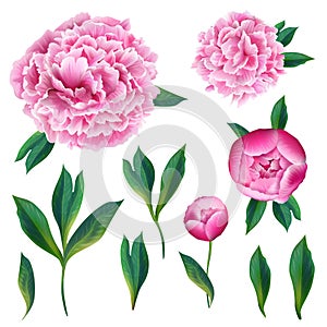 Floral Elements Set with Pink Blooming Peony Flowers, Leaves and Buds. Hand Drawn Botanical Flora for Decoration Wedding