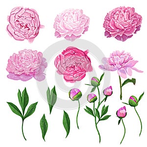 Floral Elements Set with Pink Peony Flowers, Leaves and Buds. Hand Drawn Botanical Flora for Decoration, Wedding