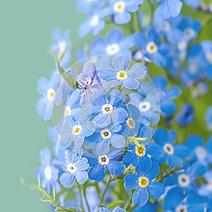 Floral enchantment Close up of Myosotis flowers, a natural beauty revelation